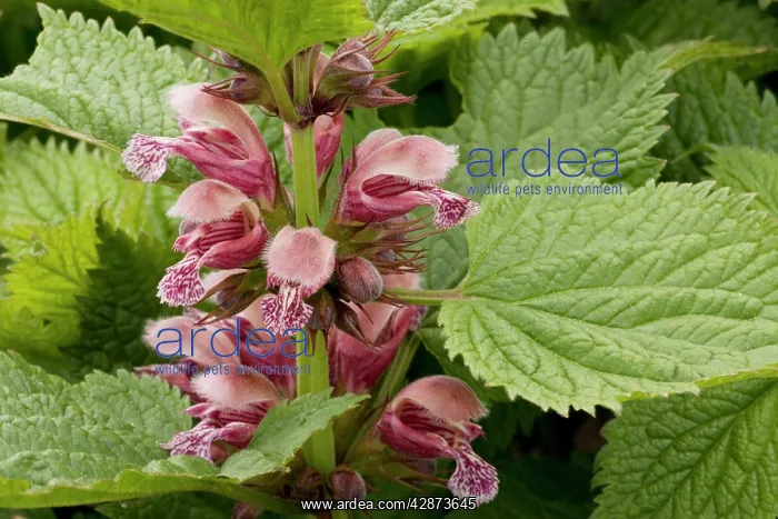: Balm-leaved archangel : Balm-leaved archangel