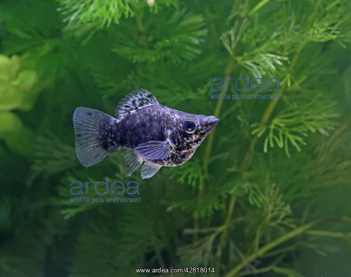 : Baloon molly - female side view : Baloon molly - female side view