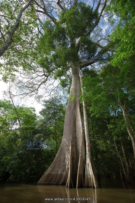: Balsa Tree : Balsa Tree
