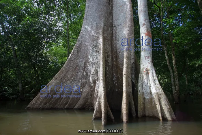 : Balsa Tree : Balsa Tree