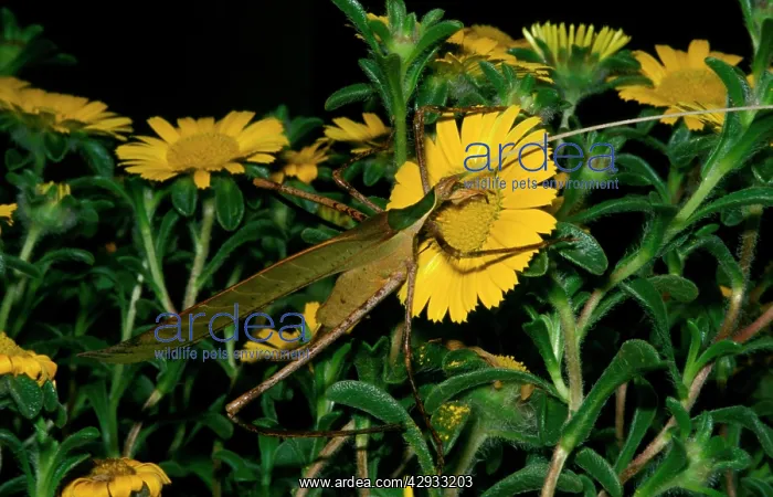 : Balsam Beast - female feeding on pollen. There : Balsam Beast - female feeding on pollen. There