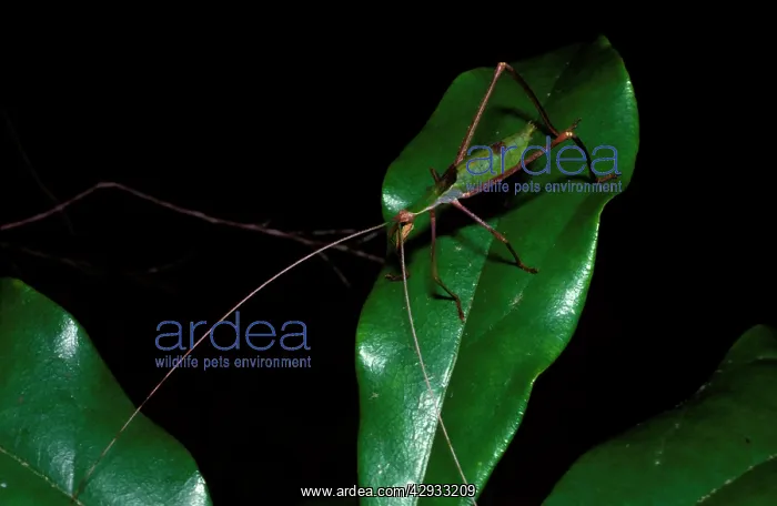 : Balsam Beast - a katydid, nymph : Balsam Beast - a katydid, nymph