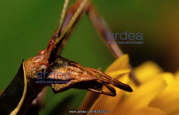 : Balsam Beast - showing unusual prognathous mouthparts : Balsam Beast - showing unusual prognathous mouthparts