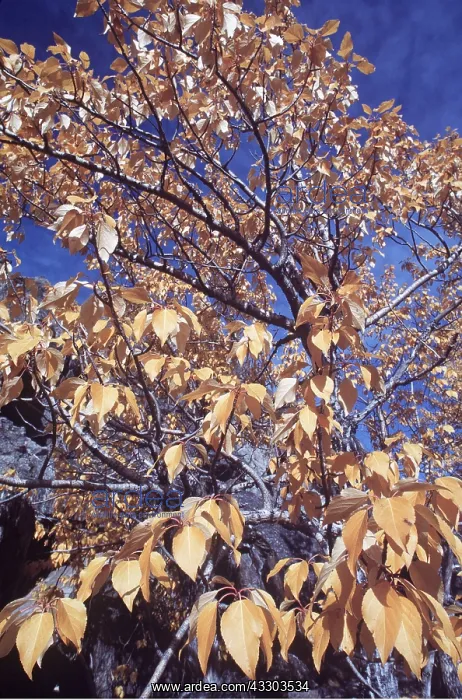  : BALSAM POPLAR