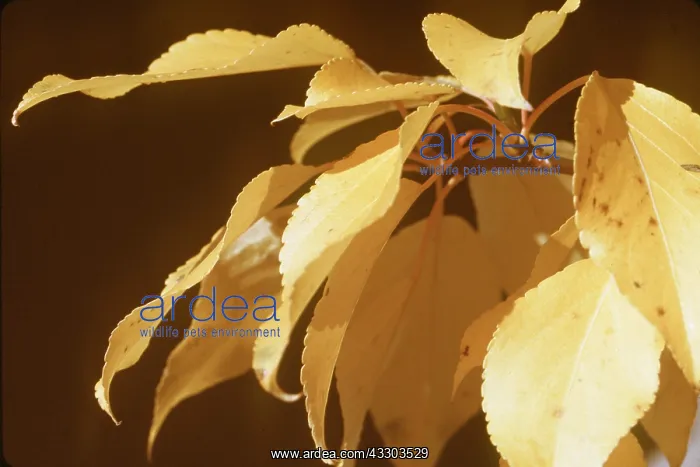 : BALSAM POPLAR - close-up of leaves : BALSAM POPLAR - close-up of leaves