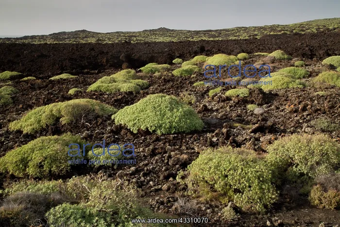  : Balsam Spurge - growing on recent lava flow