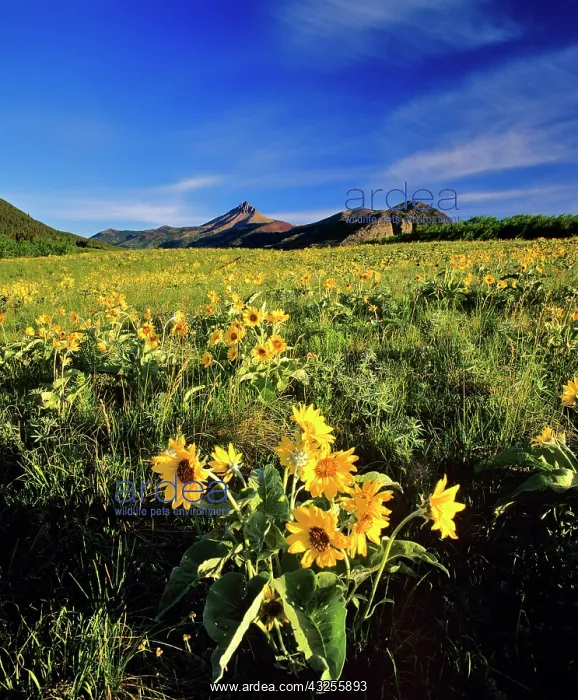 : Balsamroot along the Rocky Mountain Front : Balsamroot along the Rocky Mountain Front