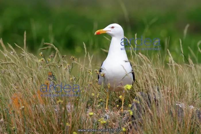 : Baltic Gull (Larus fuscus), @ le d'Yeu, France : Baltic Gull (Larus fuscus), @ le d'Yeu, France