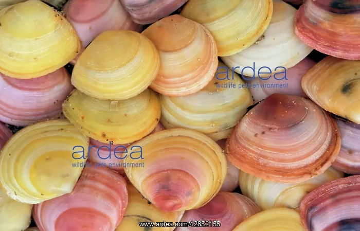 : Baltic Tellin SHELLS - carpet : Baltic Tellin SHELLS - carpet