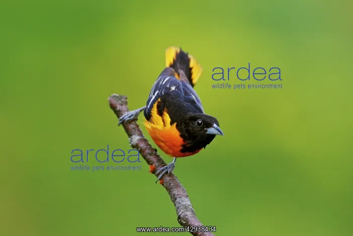 : Baltimore Oriole : Baltimore Oriole