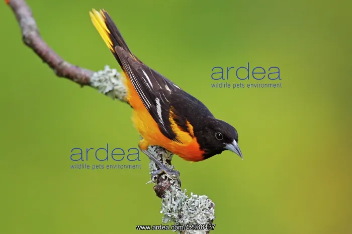 : Baltimore Oriole : Baltimore Oriole