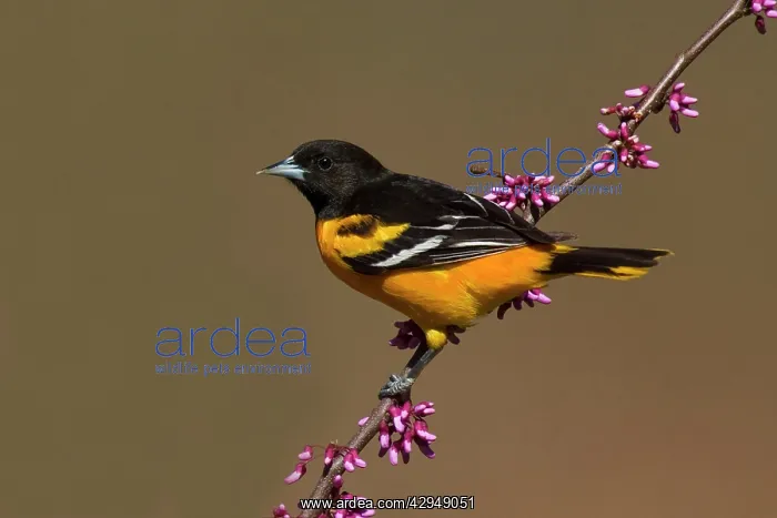 : Baltimore Oriole : Baltimore Oriole