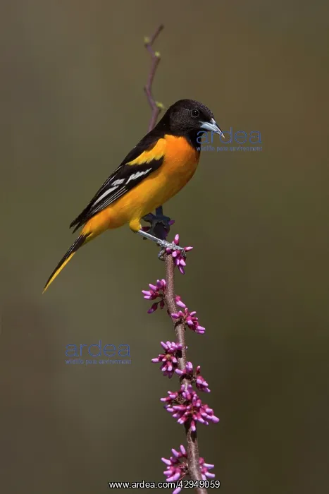 : Baltimore Oriole : Baltimore Oriole
