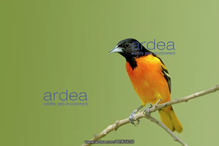 : Baltimore Oriole : Baltimore Oriole