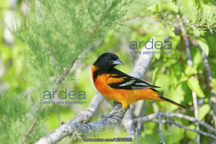: Baltimore Oriole : Baltimore Oriole