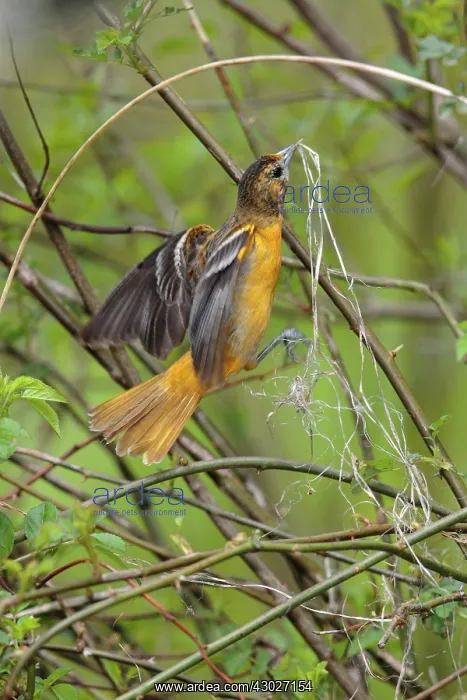: Baltimore Oriole : Baltimore Oriole