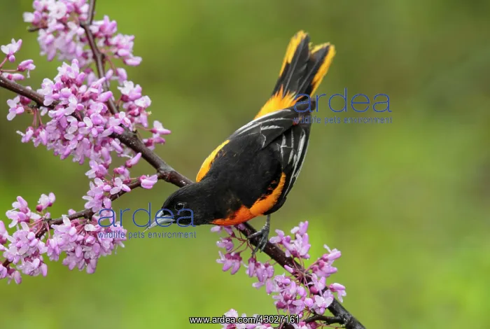 : Baltimore Oriole : Baltimore Oriole