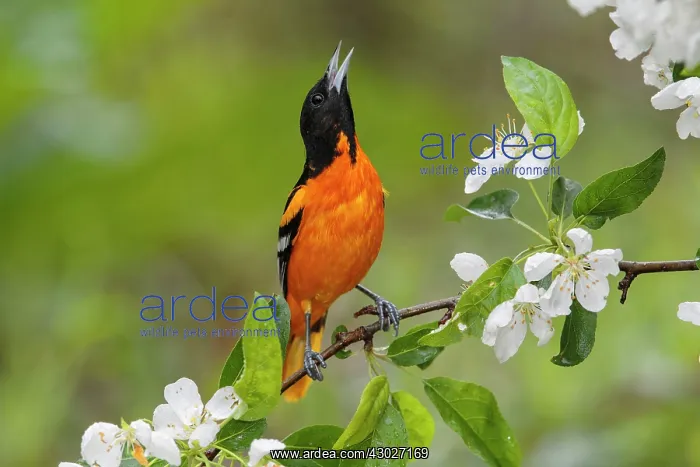 : Baltimore Oriole : Baltimore Oriole