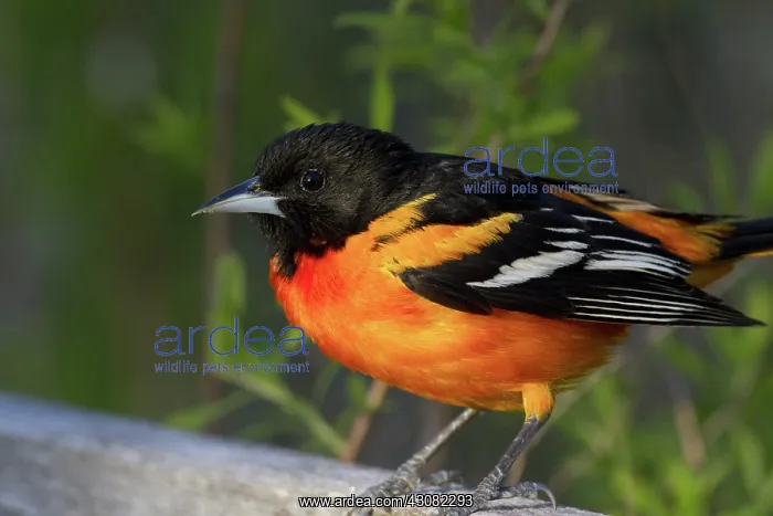 : Baltimore Oriole : Baltimore Oriole