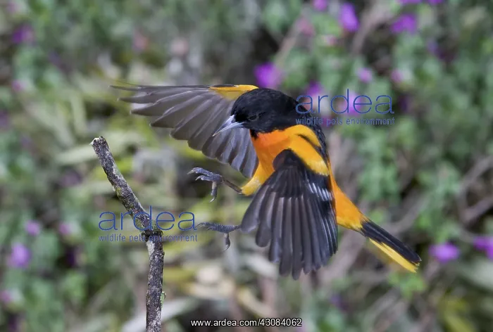 : Baltimore Oriole : Baltimore Oriole