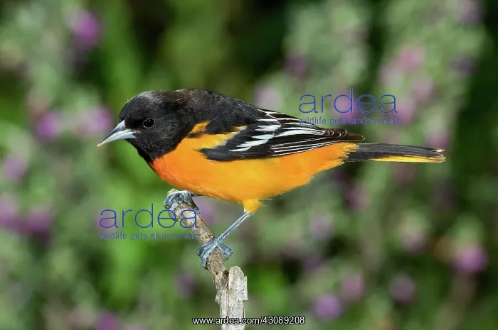 : Baltimore Oriole : Baltimore Oriole