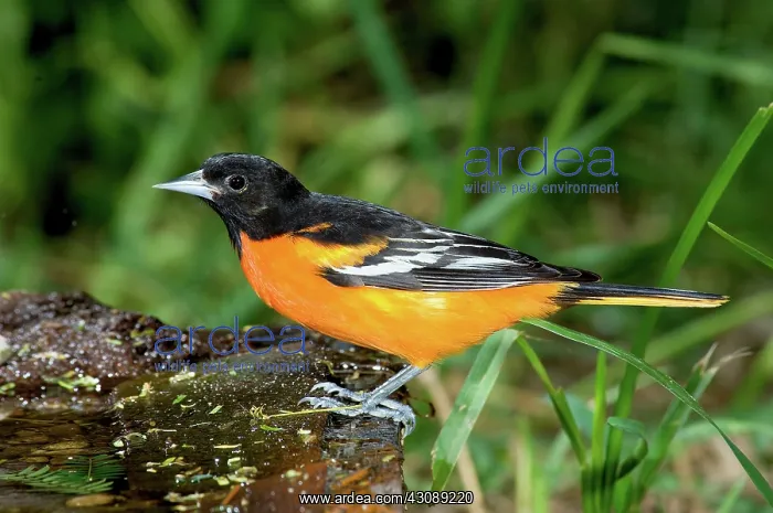 : Baltimore Oriole : Baltimore Oriole