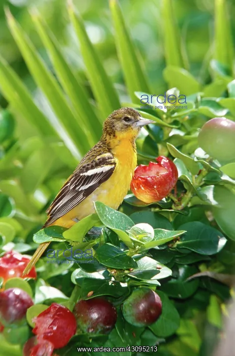 : Baltimore Oriole : Baltimore Oriole