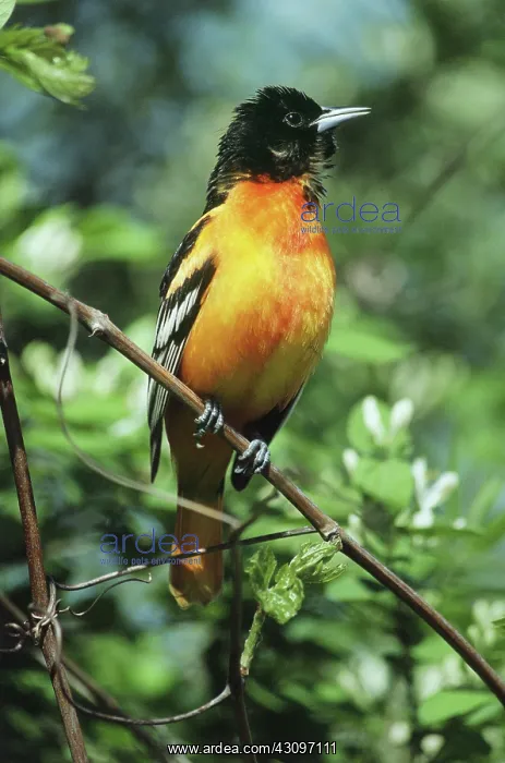 : Baltimore Oriole : Baltimore Oriole
