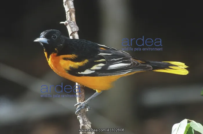 : Baltimore Oriole : Baltimore Oriole