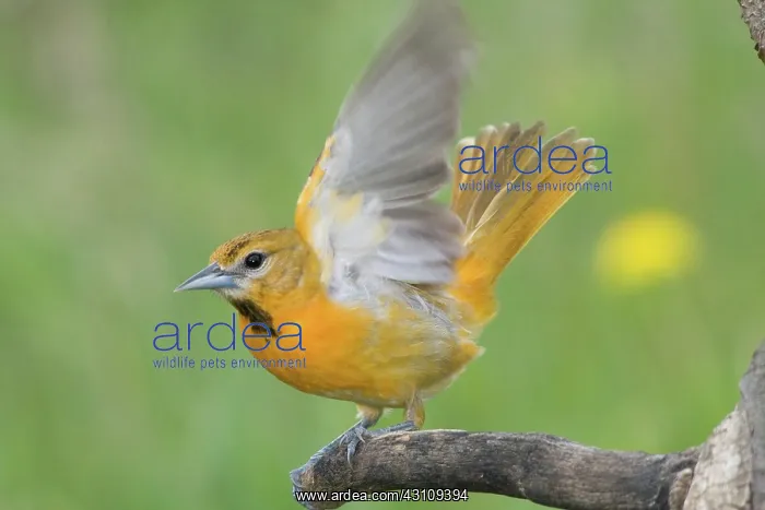 : Baltimore Oriole : Baltimore Oriole