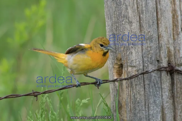 : Baltimore Oriole : Baltimore Oriole