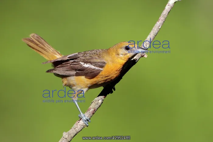 : Baltimore Oriole - adult female in late spring : Baltimore Oriole - adult female in late spring