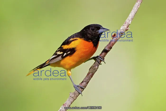  : Baltimore Oriole - adult male in late spring