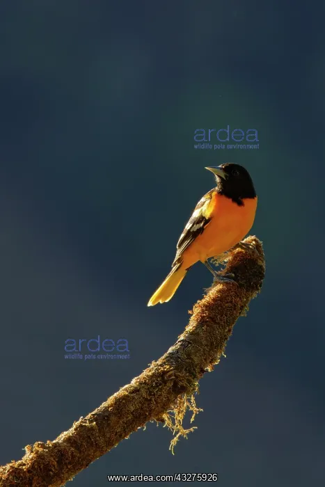 : Baltimore Oriole - backlit Icterus galbula San Gerardo de Do : Baltimore Oriole - backlit Icterus galbula San Gerardo de Do