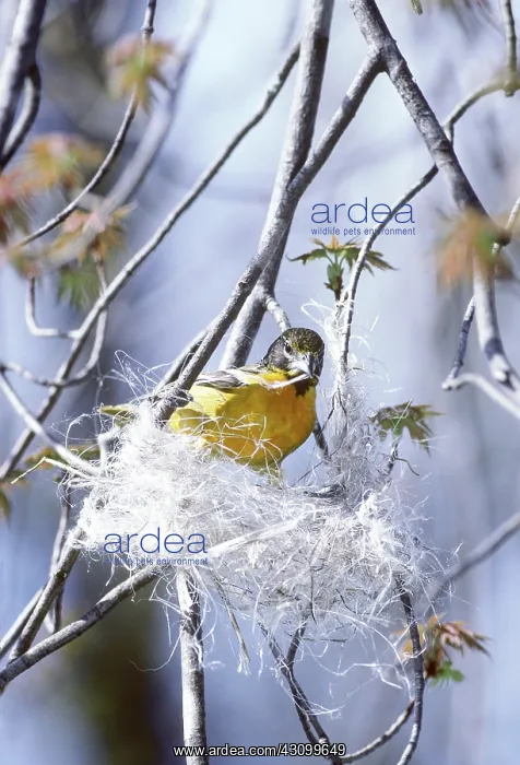 : Baltimore Oriole building nest : Baltimore Oriole building nest