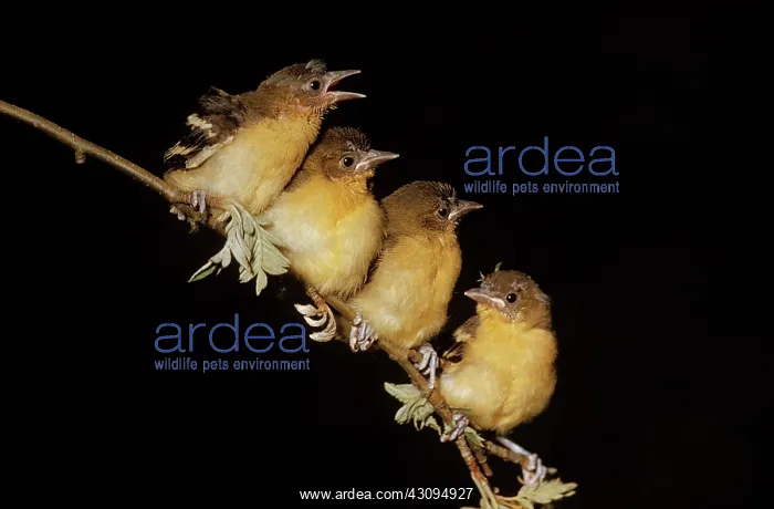 : Four Baltimore Oriole Chicks : Four Baltimore Oriole Chicks