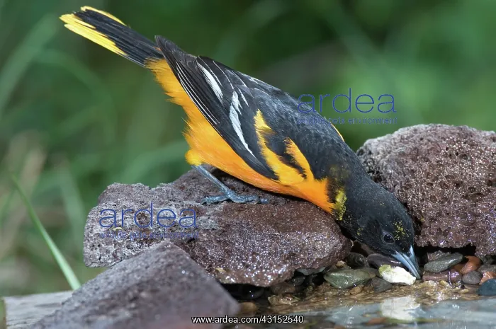 : Baltimore Oriole drinking : Baltimore Oriole drinking