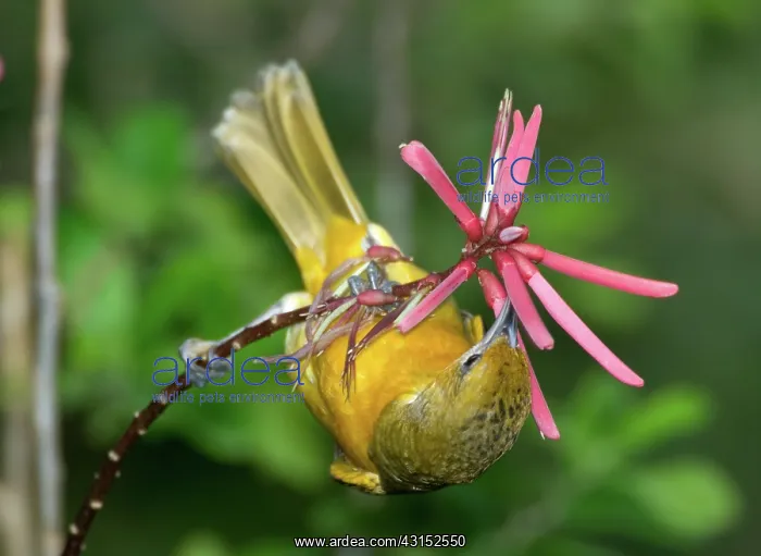 : Baltimore Oriole feeding on coral bean : Baltimore Oriole feeding on coral bean
