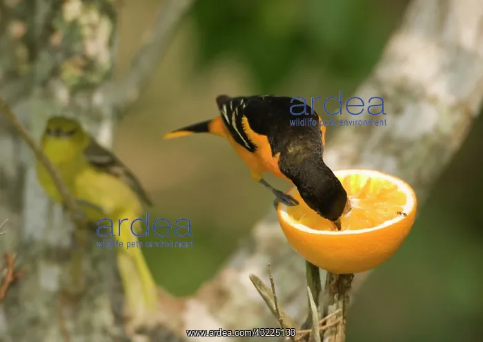 : Baltimore Oriole feeding on orange, (male : Baltimore Oriole feeding on orange, (male
