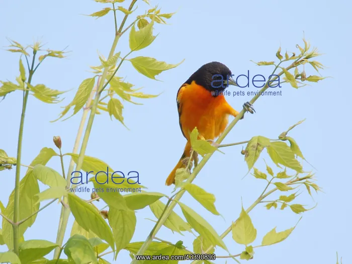 : Baltimore Oriole - feeding in tree Icterus galbula : Baltimore Oriole - feeding in tree Icterus galbula
