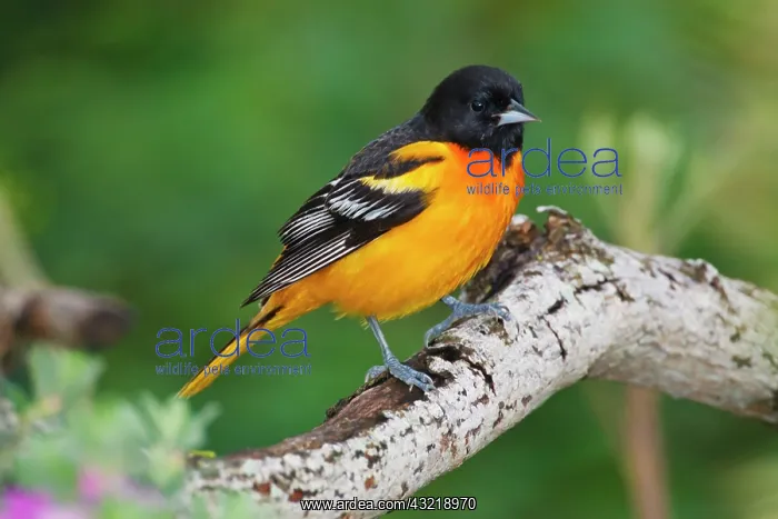 : Baltimore Oriole foraging during migration : Baltimore Oriole foraging during migration
