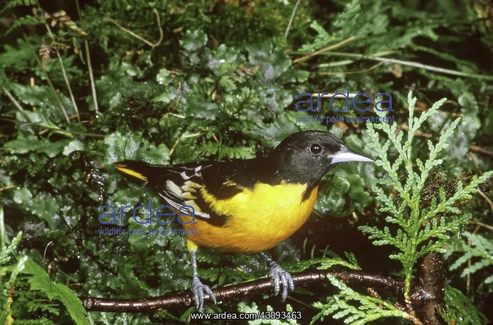 : Baltimore Oriole (Icterus galbula) : Baltimore Oriole (Icterus galbula)