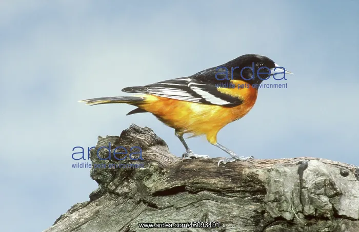 : Baltimore Oriole (Icterus galbula) : Baltimore Oriole (Icterus galbula)