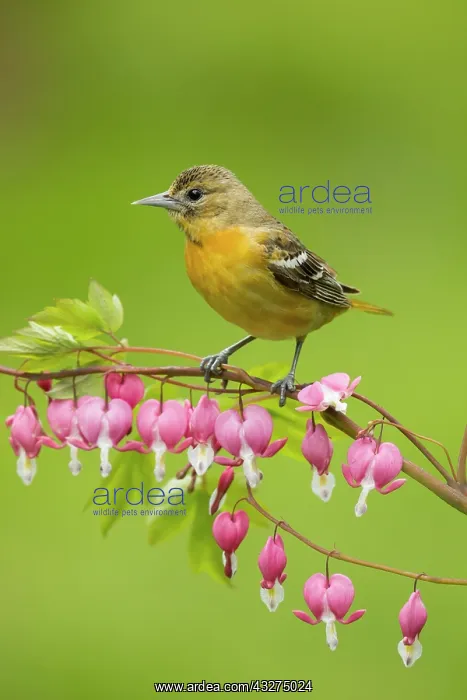 : Baltimore Oriole, Icterus galbula. Adult female in spring. T : Baltimore Oriole, Icterus galbula. Adult female in spring. T