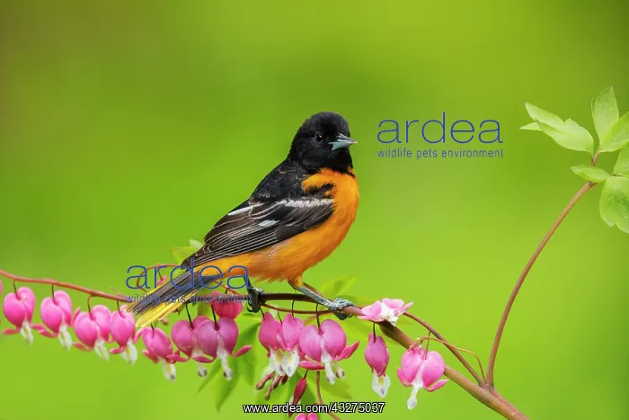 : Baltimore Oriole, Icterus galbula. Adult male in spring. The : Baltimore Oriole, Icterus galbula. Adult male in spring. The
