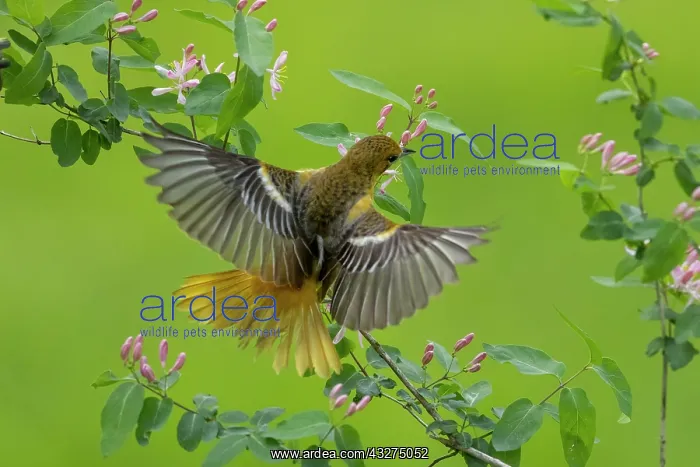  : Baltimore Oriole, Icterus galbula. Adult female gatherinng n