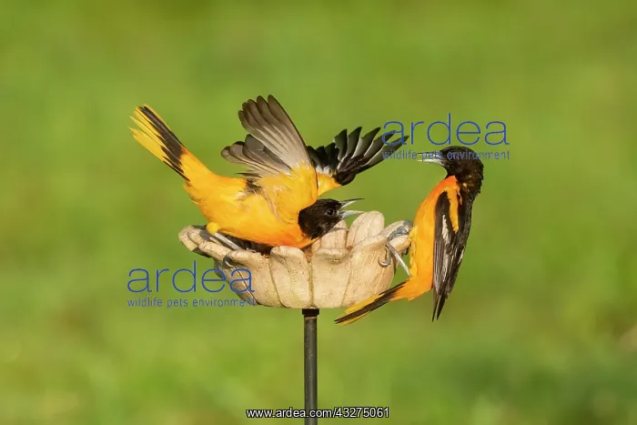  : Baltimore Oriole, Icterus galbula. Two adult males at a meal