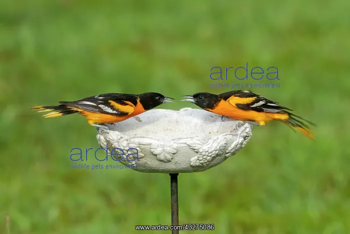: Baltimore Oriole, Icterus galbula. Two adult male orioles at : Baltimore Oriole, Icterus galbula. Two adult male orioles at