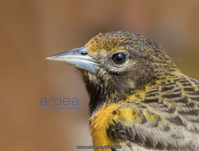 : Baltimore Oriole, Icterus galbula : Baltimore Oriole, Icterus galbula