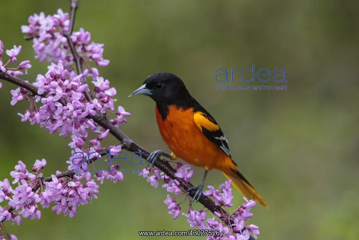 : Baltimore Oriole Icterus galbula Adult male in : Baltimore Oriole Icterus galbula Adult male in